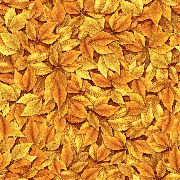Always Face the Sunshine Golden Leaf Print by Dan Morris for QT Fabrics at RebsFabStash