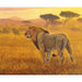 NEW! On Safari - per PANEL - Riley Blake Designs - 36" Digital Lion Panel - P10451-LION - RebsFabStash