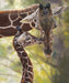 NEW! On Safari - per yard - Riley Blake Designs - Brown Leopard Print - C10457-BROWN - RebsFabStash